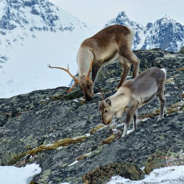 Tromso